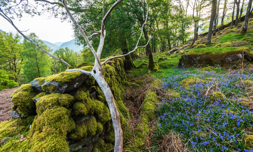 Borrowdale rainforest